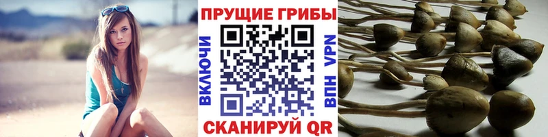 дарк нет телеграм  Щёкино  Псилоцибиновые грибы ЛСД  продажа наркотиков 